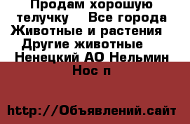 Продам хорошую телучку. - Все города Животные и растения » Другие животные   . Ненецкий АО,Нельмин Нос п.